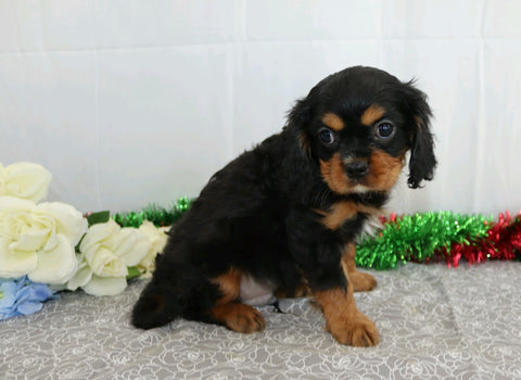 AKC Registered Cavalier King Charles Spaniel For Sale Wooster, OH Male- Edgar