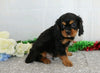 AKC Registered Cavalier King Charles Spaniel For Sale Wooster, OH Male- Edgar