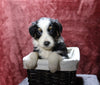 Australian Shepherd For Sale Fredericksburg, OH Male- Edison