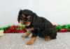 AKC Registered Cavalier King Charles Spaniel For Sale Wooster, OH Female- Edith
