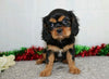 AKC Registered Cavalier King Charles Spaniel For Sale Wooster, OH Female- Edith