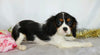 AKC Registered Cavalier King Charles Spaniel For Sale Wooster, OH Female- Eleanor
