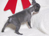 AKC Registered Boston Terrier For Sale Warsaw, OH Female- Eleanor