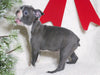 AKC Registered Boston Terrier For Sale Warsaw, OH Female- Eleanor
