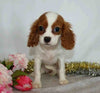 AKC Registered Cavalier King Charles Spaniel For Sale Wooster, OH Female- Ella
