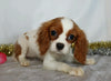 AKC Registered Cavalier King Charles Spaniel For Sale Wooster, OH Female- Ella