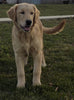 AKC Registered Golden Retriever For Sale Brinkhaven OH Female-Ellie