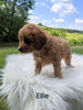 Cavapoo For Sale Dundee, OH Female- Ellie