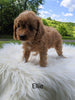 Cavapoo For Sale Dundee, OH Female- Ellie