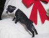 AKC Registered Boston Terrier For Sale Warsaw, OH Female- Ellie