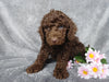 Medium F1B Labradoodle For Sale Millersburg, OH Male- Elmo