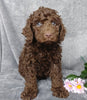 Medium F1B Labradoodle For Sale Millersburg, OH Male- Elmo