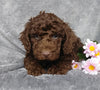 Medium F1B Labradoodle For Sale Millersburg, OH Male- Elmo