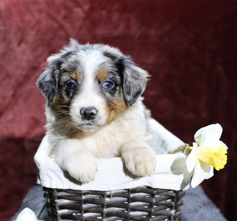 Australian Shepherd For Sale Fredericksburg, OH Female- Ember