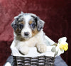 Australian Shepherd For Sale Fredericksburg, OH Female- Ember