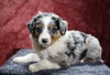 Australian Shepherd For Sale Fredericksburg, OH Female- Ember