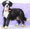 F1B Mini Bernedoodle For Sale Sugarcreek, OH Male- Miles