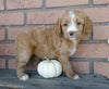 F1B Medium Labradoodle For Sale Millersburg, OH Female- Emma