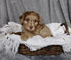 Mini Labradoodle For Sale Millersburg, OH Female- Emma
