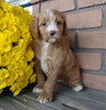 F1B Medium Labradoodle For Sale Millersburg, OH Female- Emma