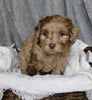 Mini Labradoodle For Sale Millersburg, OH Female- Emma