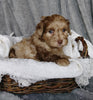 Mini Labradoodle For Sale Millersburg, OH Female- Emma