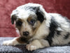 Australian Shepherd For Sale Fredericksburg, OH Male- Eric