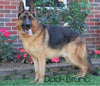 AKC Registered German Shepherd For Sale Millersburg, OH Male- Dexter