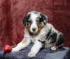 Australian Shepherd For Sale Fredericksburg, OH Male- Eskimo