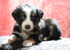 Australian Shepherd For Sale Fredericksburg, OH Male- Espresso
