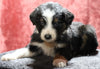 Australian Shepherd For Sale Fredericksburg, OH Male- Espresso