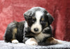 Australian Shepherd For Sale Fredericksburg, OH Male- Espresso