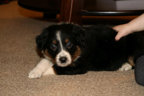 Australian Shepherd For Sale Fredericksburg, OH Male- Espresso