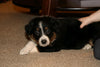 Australian Shepherd For Sale Fredericksburg, OH Male- Espresso