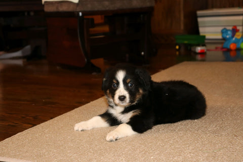 Australian Shepherd For Sale Fredericksburg, OH Female- Eva