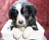Australian Shepherd For Sale Fredericksburg, OH Female- Eva