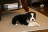Australian Shepherd For Sale Fredericksburg, OH Female- Eva