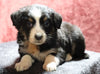 Australian Shepherd For Sale Fredericksburg, OH Female- Eva