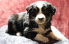 Australian Shepherd For Sale Fredericksburg, OH Female- Eva