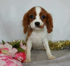 AKC Registered Cavalier King Charles Spaniel For Sale Wooster, OH Female- Evaline