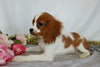 AKC Registered Cavalier King Charles Spaniel For Sale Wooster, OH Female- Evaline