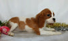 AKC Registered Cavalier King Charles Spaniel For Sale Wooster, OH Female- Evaline