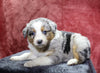 Australian Shepherd For Sale Fredericksburg, OH Male- Everest