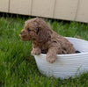 Cockapoo For Sale Fredericksburg, OH Male- Everest