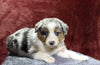 Australian Shepherd For Sale Fredericksburg, OH Male- Everest