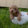 Cockapoo For Sale Fredericksburg, OH Male- Everest