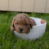 Cockapoo For Sale Fredericksburg, OH Male- Everest