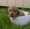 Cockapoo For Sale Fredericksburg, OH Male- Everest