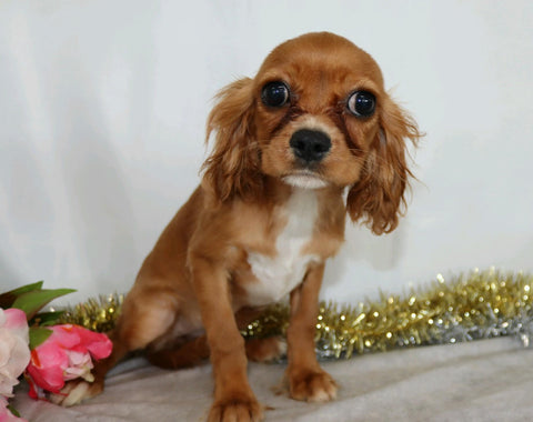 AKC Registered Cavalier King Charles Spaniel For Sale Wooster, OH Female- Faline