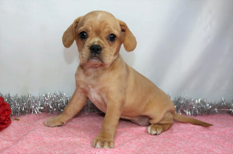 ICA Registered Frenchalier For Sale Wooster, OH Female- Fanny